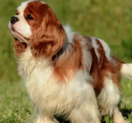 A selection of popular dog breeds in Canada, including Labrador Retriever, Golden Retriever, and French Bulldog.