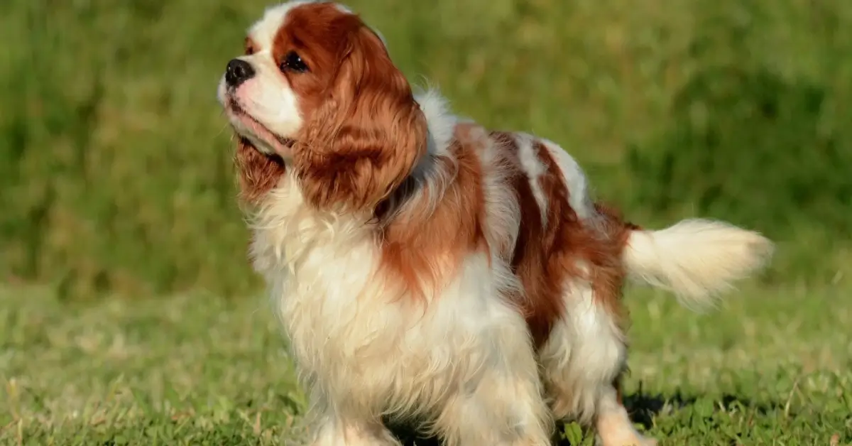 A selection of popular dog breeds in Canada, including Labrador Retriever, Golden Retriever, and French Bulldog.